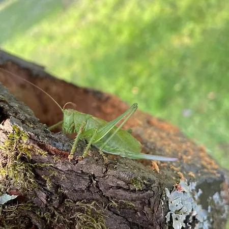 Casa „ella“ * Friedrichroda