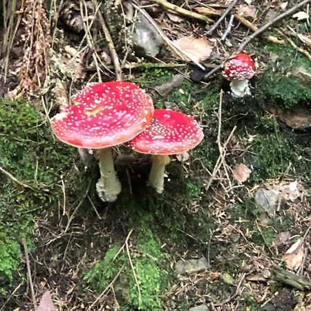 Vakantiehuis Casa „ella“