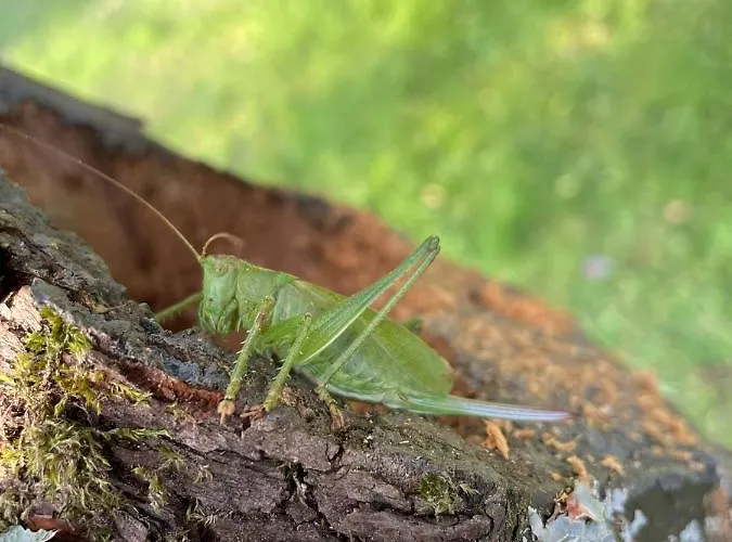 Casa „ella“ * Friedrichroda