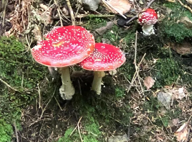 Tatil Evi Casa „ella“